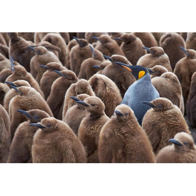 DIMEX ART Флизелинов фототапет голяма група пингвини 375 x 250 см