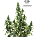 Dutch Passion AUTO Blueberry semena neobsahují THC 3 ks