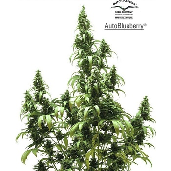 Dutch Passion AUTO Blueberry semena neobsahují THC 3 ks