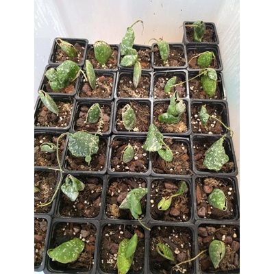 Pěstírna KYTKYshop Hoya Imbricata
