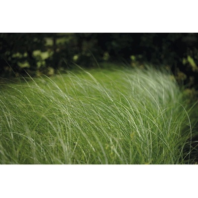 Ozdobnice čínská FloraSelf Miscanthus sinensis 'Gracillimus' 10-100 cm květináč 3 l