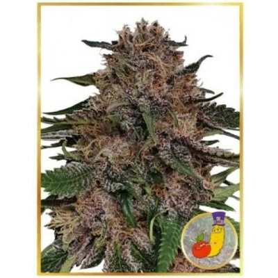Mr. Hide Seeds Mr. + Runtz semena neobsahují THC 3 ks