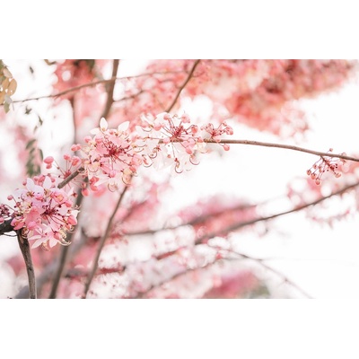 DIMEX ART Флизелинов фототапет дърво на желанията 375 x 250 см