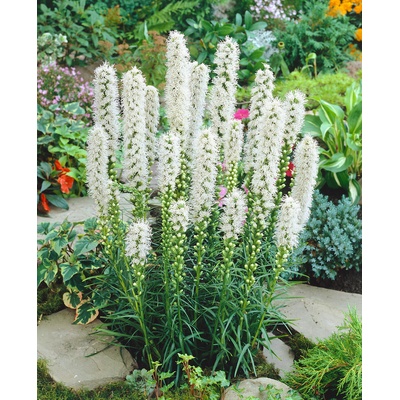 Šuškarda 'Liatris spicata alba' 10 ks – Zbozi.Blesk.cz