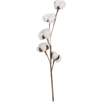 Sušená rastlina (výška 55 cm) Cotton – Casa Selección