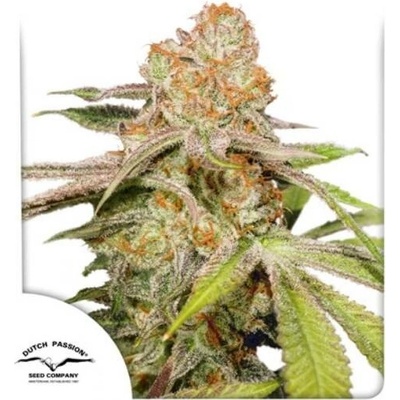 Dutch Passion AUTO MAC #1 semena neobsahují THC 3 ks