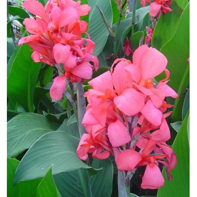 Seklos Кана Crimson Beauty - 1 бр луковицa