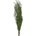 Leptospermum