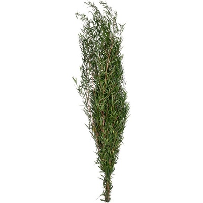 Leptospermum