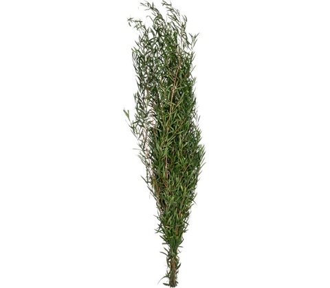 Leptospermum