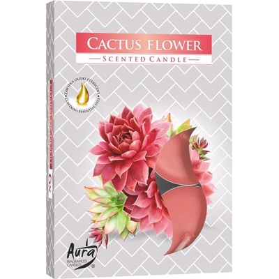 Bispol Aura Cactus Flower 6 ks