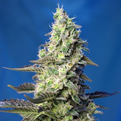 Sweet Seeds Green Poison XL AUTO semena neobsahují THC 25 ks