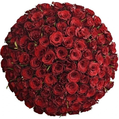 Kytice 100 červených růží SIMPLY RED 50 cm