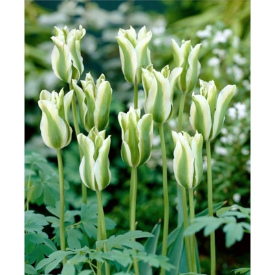 BENEX TULIPÁN Virindiflora Spring Green 5ks