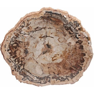 Nefertitis Zkamenělé dřevo leštěný řez 42 NF63931 - cca 12,5 x 10,5 cm, 450 g