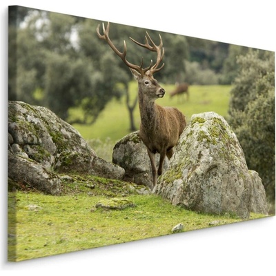 MyBestHome BOX Plátno Jelen Mezi Skálami Varianta: 70x50