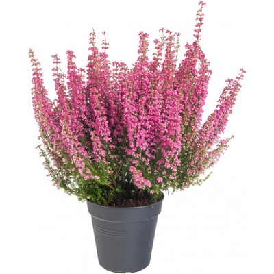 Vřesovec Beauty Queens, Erica gracilis, tmavě růžová, průměr květináče 12 - 13 cm