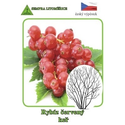 neuvedené Ríbezľa červená kee Ribes rubrum v kvetináči Ø 15 cm
