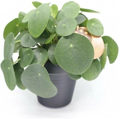 Pilea, Pilea peperomioides, průměr květináče 15 cm