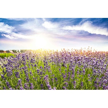 Image 1 of DIMEX ART Флизелинов фототапет лавандулово поле 375 x 250 см