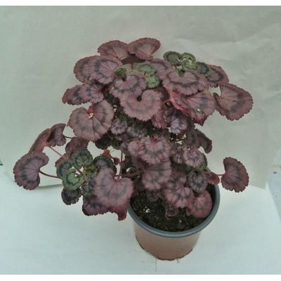 Pelargonium miniatur