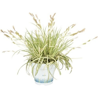 Ostřice ošimenská FloraSelf Carex oshimensis 'Evergold' výška 5-20 cm květináč Ø 10,5 cm