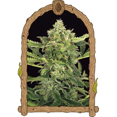 Exotic Seed Mango Cream Auto semienka neobsahujú THC 3 ks