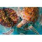 DIMEX ART Флизелинов фототапет костенурки в море 375 x 250 см