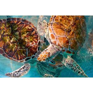 DIMEX ART Флизелинов фототапет костенурки в море 375 x 250 см
