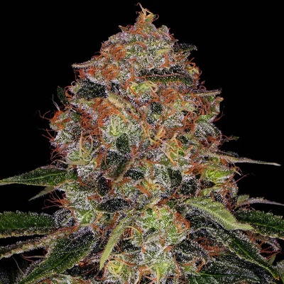 Barney's Farm ShiskaBerry semena neobsahují THC 3 ks
