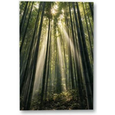 Plakát – Paprsky světla v bambusovém lese Bez rámu Ano Bez rámu 90 × 135 cm