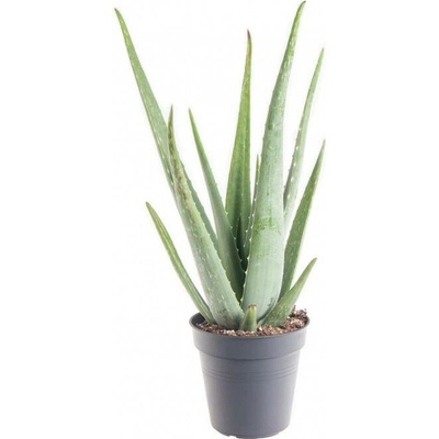 Aloe pravá, Aloe Vera, průměr květináče 16 - 17 cm