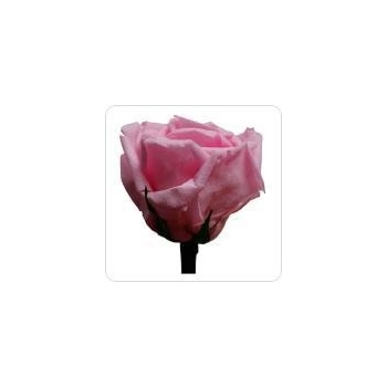 Darčeková stabilizovaná ruža - svetlo ružová