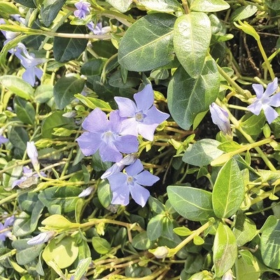 Zimozeleň menšia FloraSelf Vinca minor balenie 6 ks