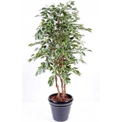 Luxusní umělý strom Ficus Exotica Plume, 180cm