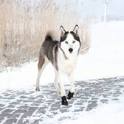 Ochranné boty WALKER ACTIVE, 2 ks L: např. labradorský retrívr