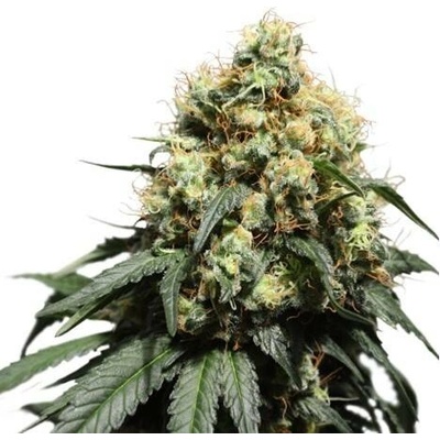 Super Sativa Seed Club Bruce Lemon Diesel semena neobsahují THC 3 ks