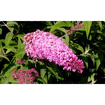 Buddleja davidii Pink Delight