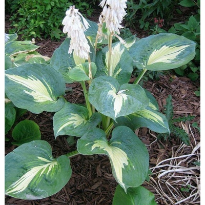 Hosta "Dream Queen"