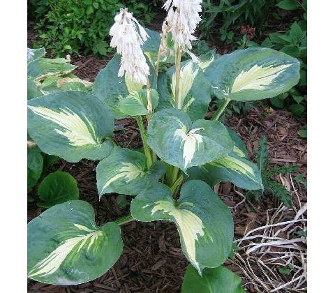 Hosta "Dream Queen"