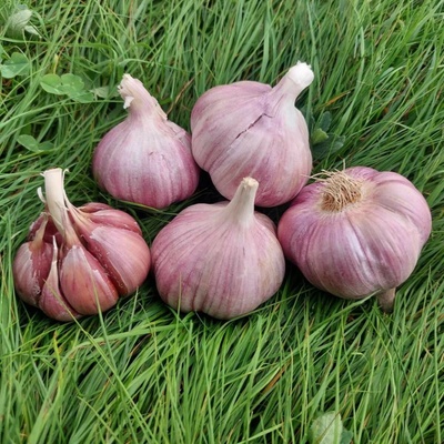 Sadbový česnek Skalka Allium sativum paličák 1 balení