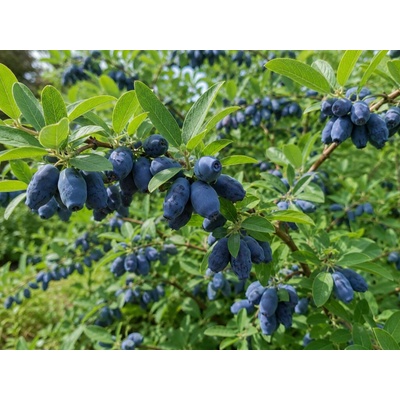 Zemolez kamčatský Borealis, výška 30-60 cm, kvetináč 1 l