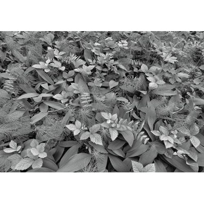 Komar 8-914 Fototapeta rastliny rozmer 368 cm x 254 cm