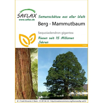 Saflax Sekvojovec mamutí 1 bal.