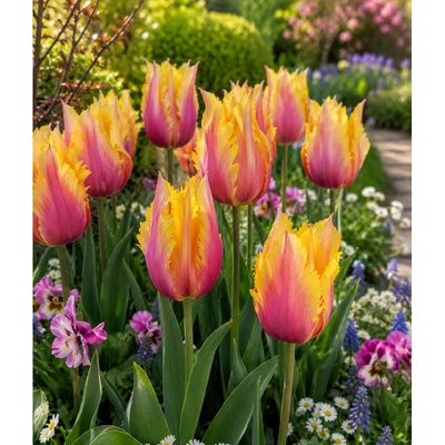Tulipán 'Flaming Memory' 5 ks