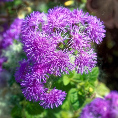 Nestařec americký Red Sea - Ageratum houstonianum - semena nestařce - 30 ks