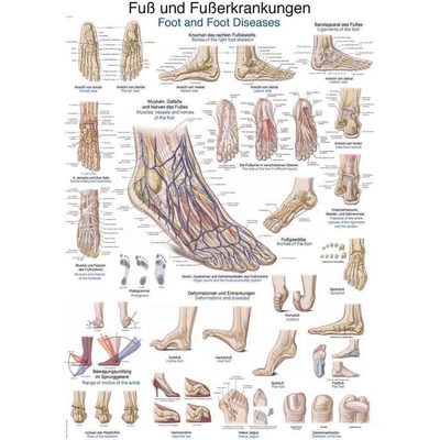Anatomický plakát Erler Zimmer - Noha a kotník 50 x 70 cm | DE, EN
