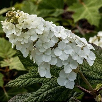 Image 1 of Munchkin (Dwarf Oak Leaf Hydrangea) - Дъбовидна Хортензия