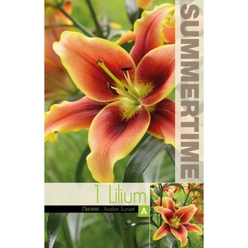 Seklos Лилиум Trumpet Avalon Sunset - 1 бр луковицa