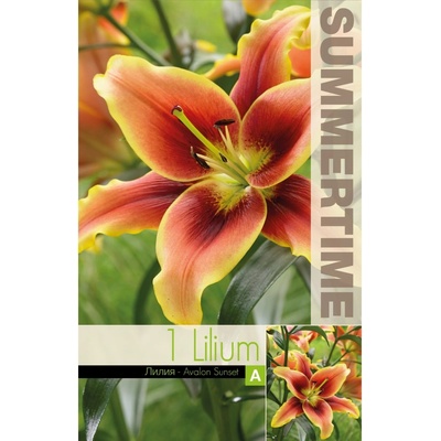 Seklos Лилиум Trumpet Avalon Sunset - 1 бр луковицa